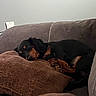 dog, sleeping, couch, pillow, brown, black, tan, indoor, pet, resting, cozy, fur, canine, relaxation, home, comfort, animal, snuggled, calm, quiet