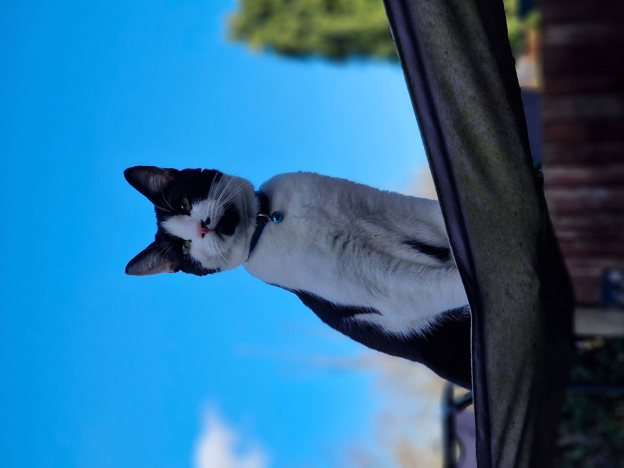 Beerus is registered to the contest to win money with this photo: carnivore, cat, cloud, electric_blue, eyewear, fawn, felidae, gesture, glasses, plant, sky, small_to_medium_sized_cats, snout, tail, tree, trunk, twig, water, whiskers, wildlife