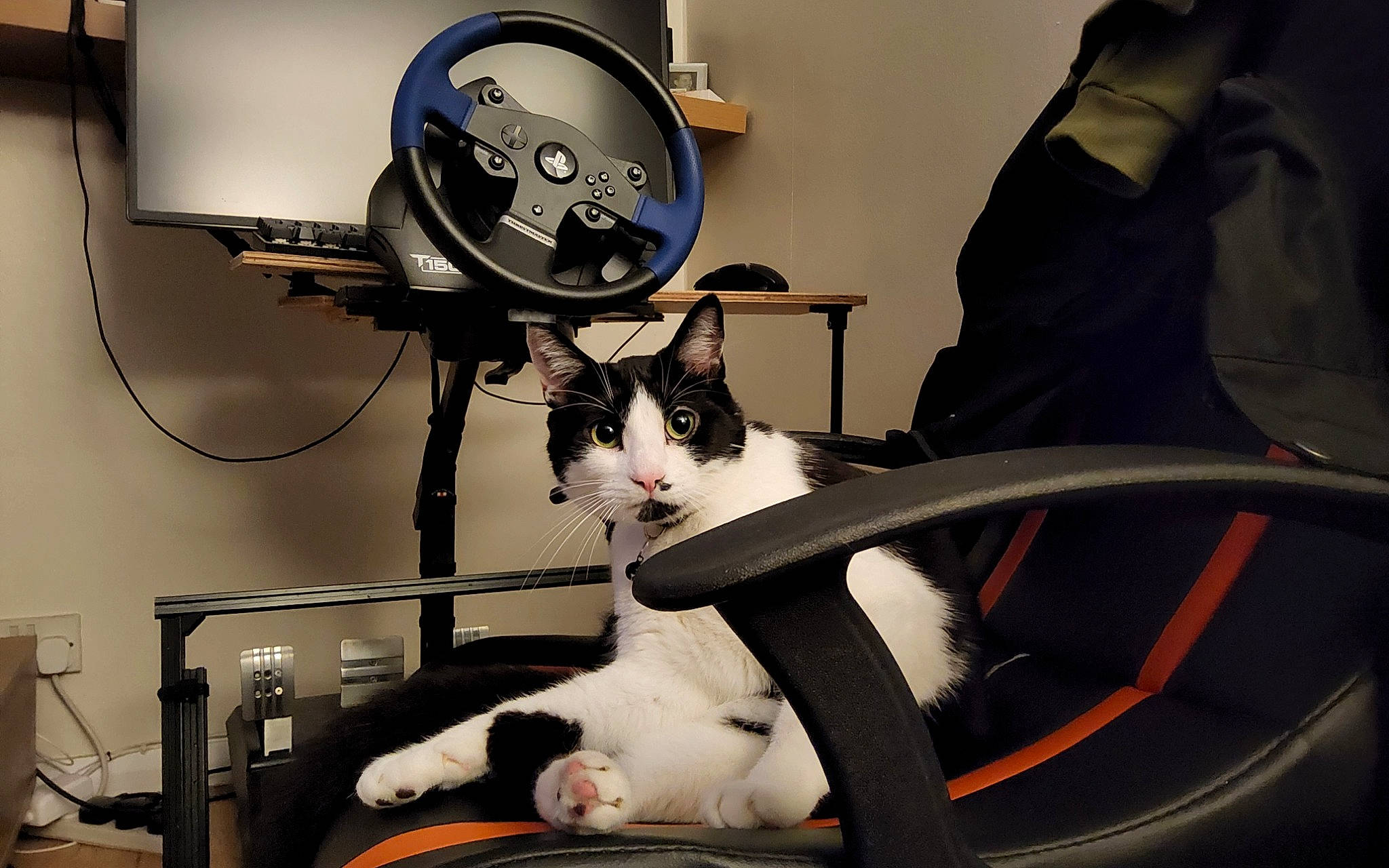 Beerus joined the competition — help win amazing prizes! audio_equipment, automotive_design, carnivore, cat, comfort, domestic_short_haired_cat, electronic_device, felidae, fur, gadget, home_appliance, lap, machine, output_device, peripheral, sitting, small_to_medium_sized_cats, tail, whiskers, white
