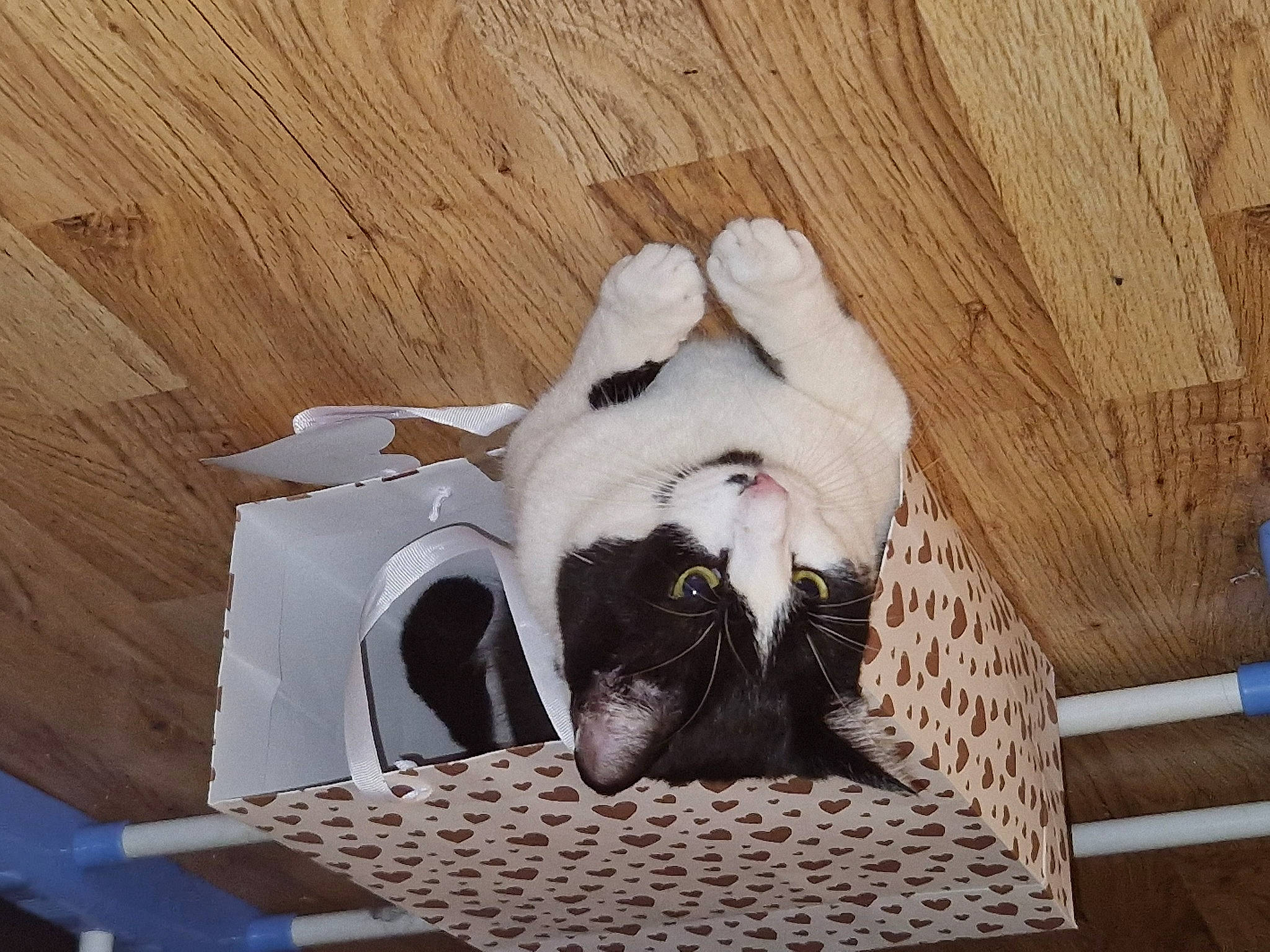 Beerus joined the competition — help win amazing prizes! canidae, carnivore, cat, cat_bed, cat_supply, comfort, companion_dog, domestic_short_haired_cat, fang, fawn, felidae, flooring, fur, grey, hardwood, small_to_medium_sized_cats, snout, tail, whiskers, wood