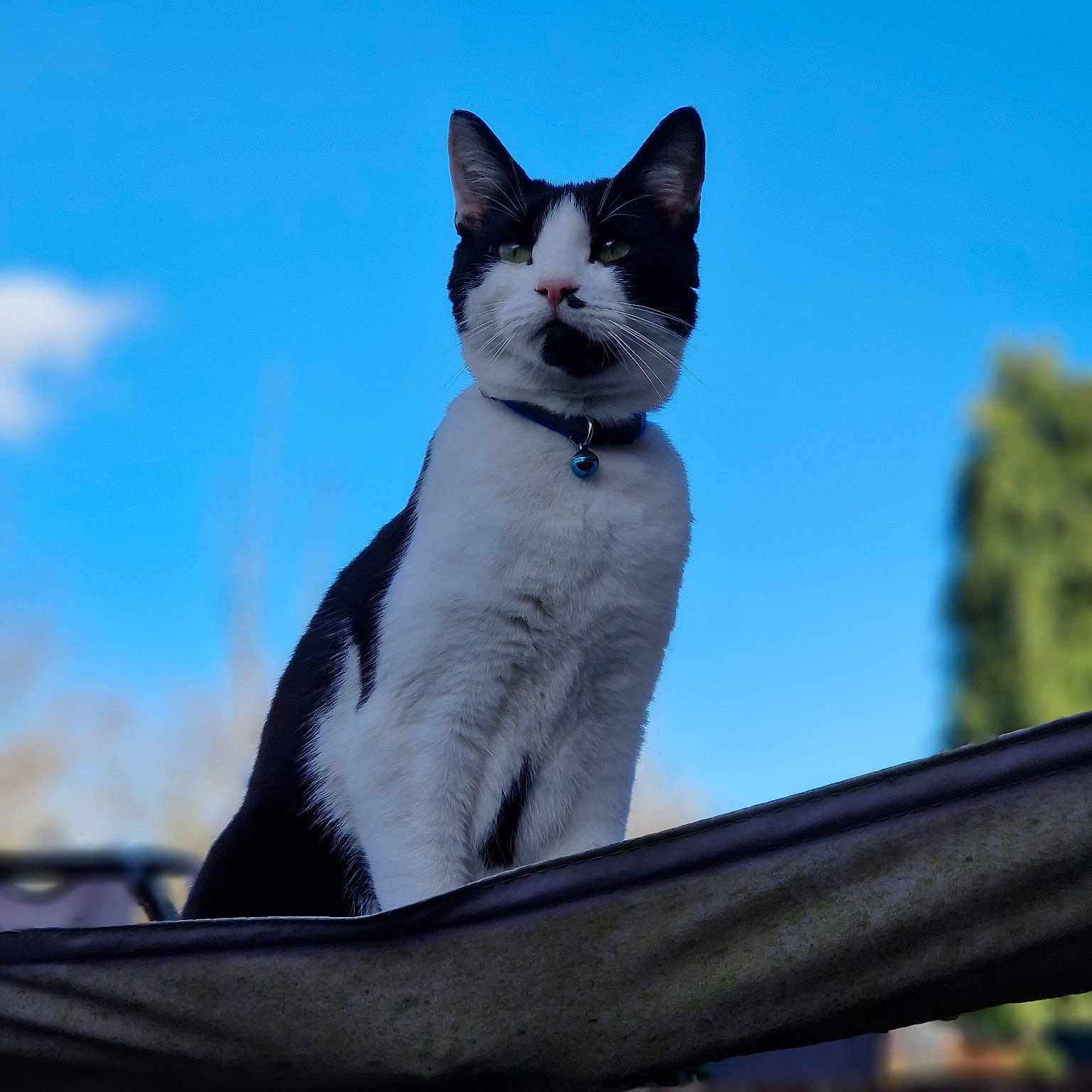 Beerus