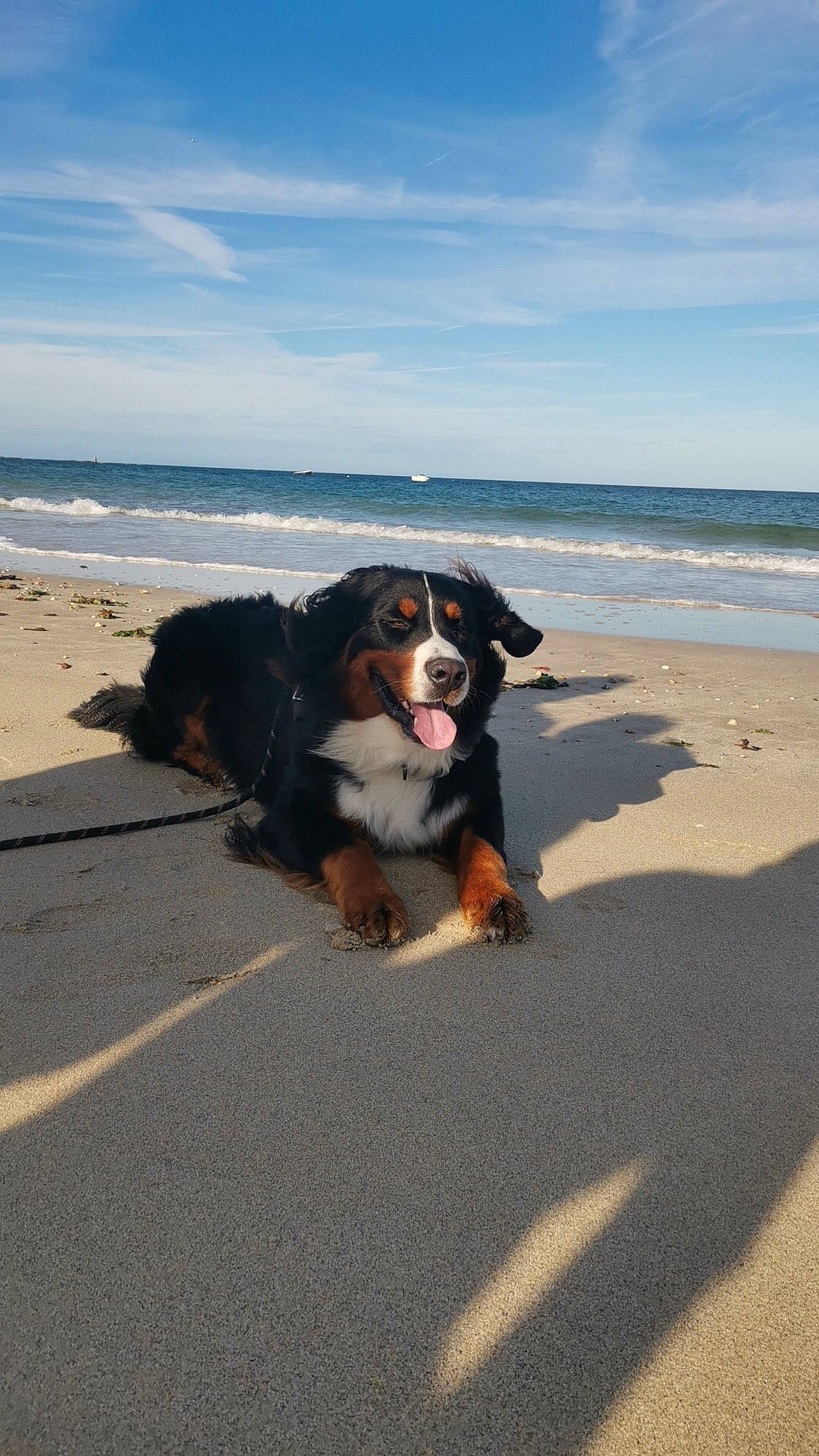 Tchewie participe au concours pour gagner de l'argent avec cette photo : asphalt, beach, bernese_mountain_dog, canidae, carnivore, cloud, coast, companion_dog, dog, dog_breed, fun, horizon, landscape, ocean, sand, sky, sporting_group, water, wave, wind_wave