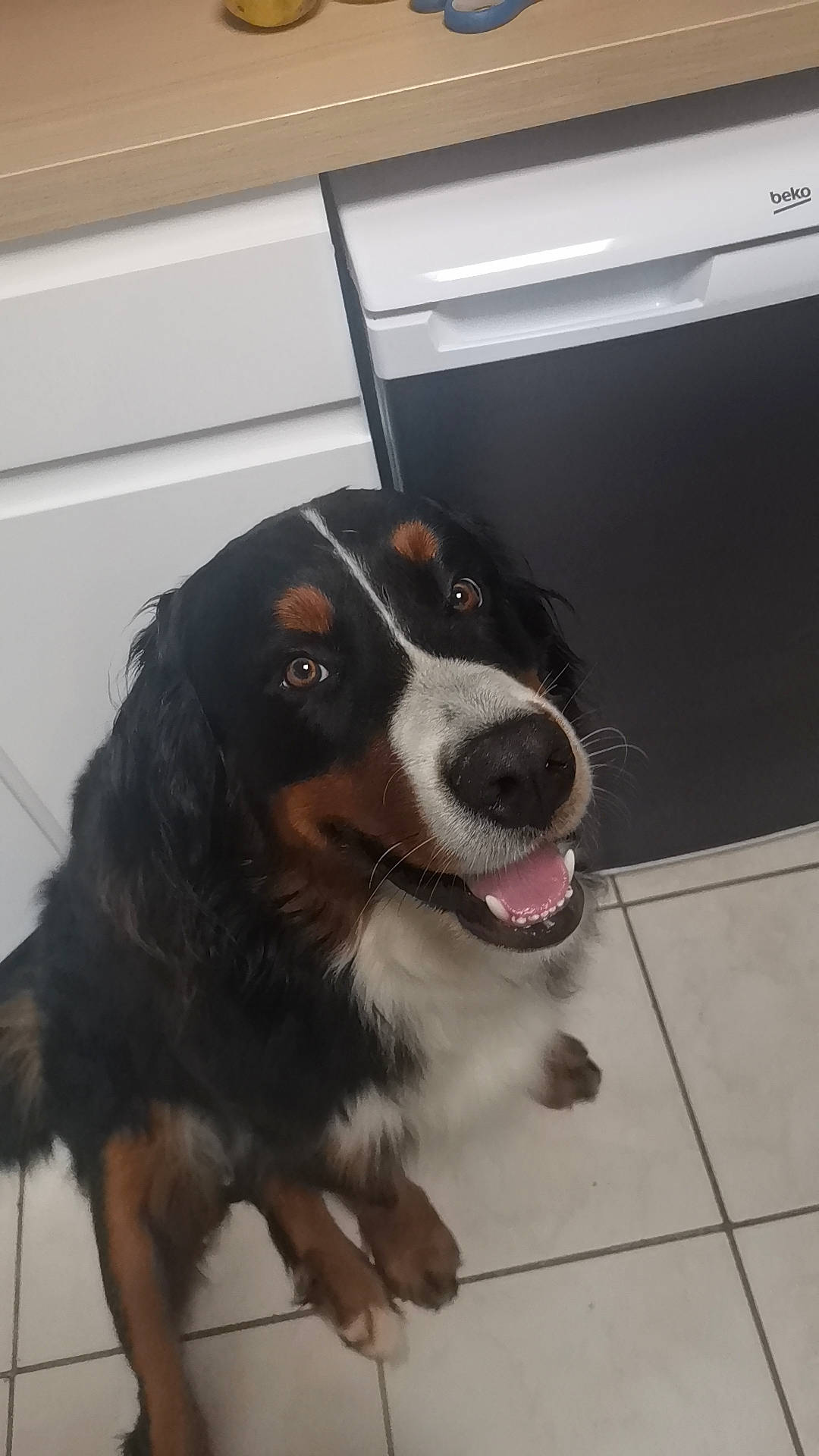 Tchewie participe au concours pour gagner de l'argent avec cette photo : bernese_mountain_dog, carnivore, companion_dog, dog, dog_breed, door, flooring, fur, herding_dog, snout, sporting_group, terrestrial_animal, tile_flooring, whiskers, working_dog