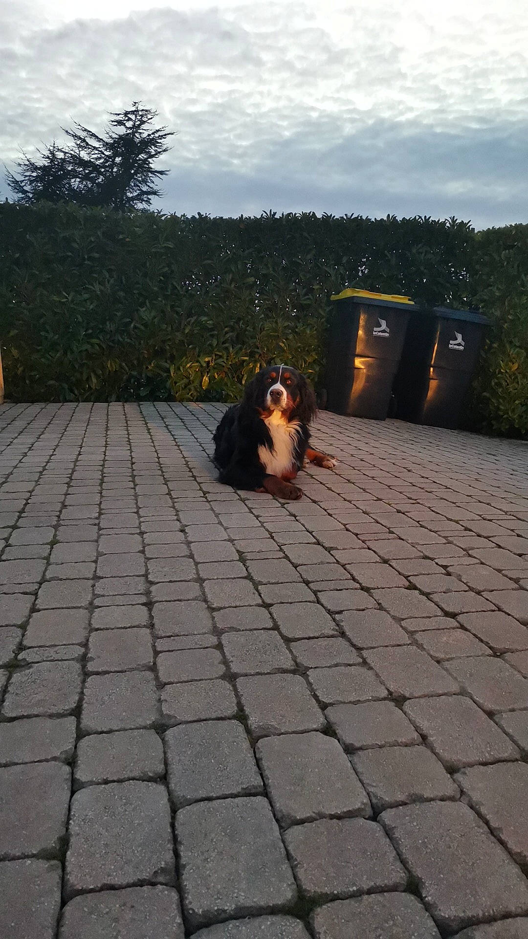 Tchewie a rejoint le concours — aidez-le/la à gagner de superbes lots ! asphalt, city, cloud, cobblestone, companion_dog, evening, flagstone, floor, flooring, grass, landscape, leisure, plant, road, road_surface, sidewalk, sky, sporting_group, tints_and_shades, tree