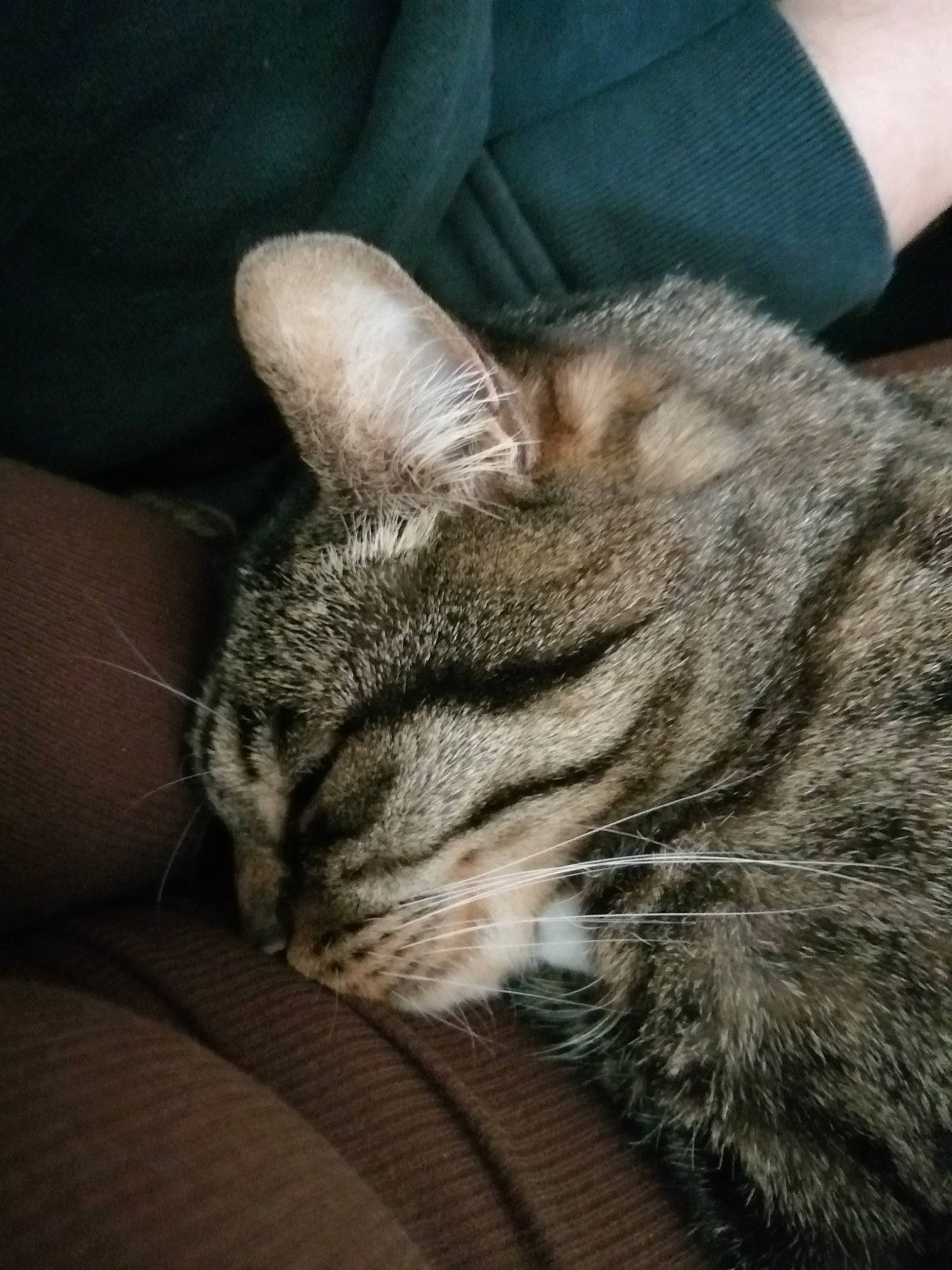 Minou participe au concours pour gagner de l'argent avec cette photo : carnivore, cat, comfort, darkness, domestic_short_haired_cat, felidae, fur, grey, nap, paw, sitting, sky, sleep, small_to_medium_sized_cats, snout, terrestrial_animal, whiskers