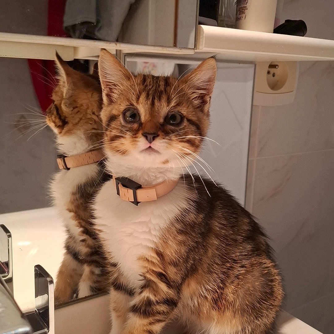 Simba