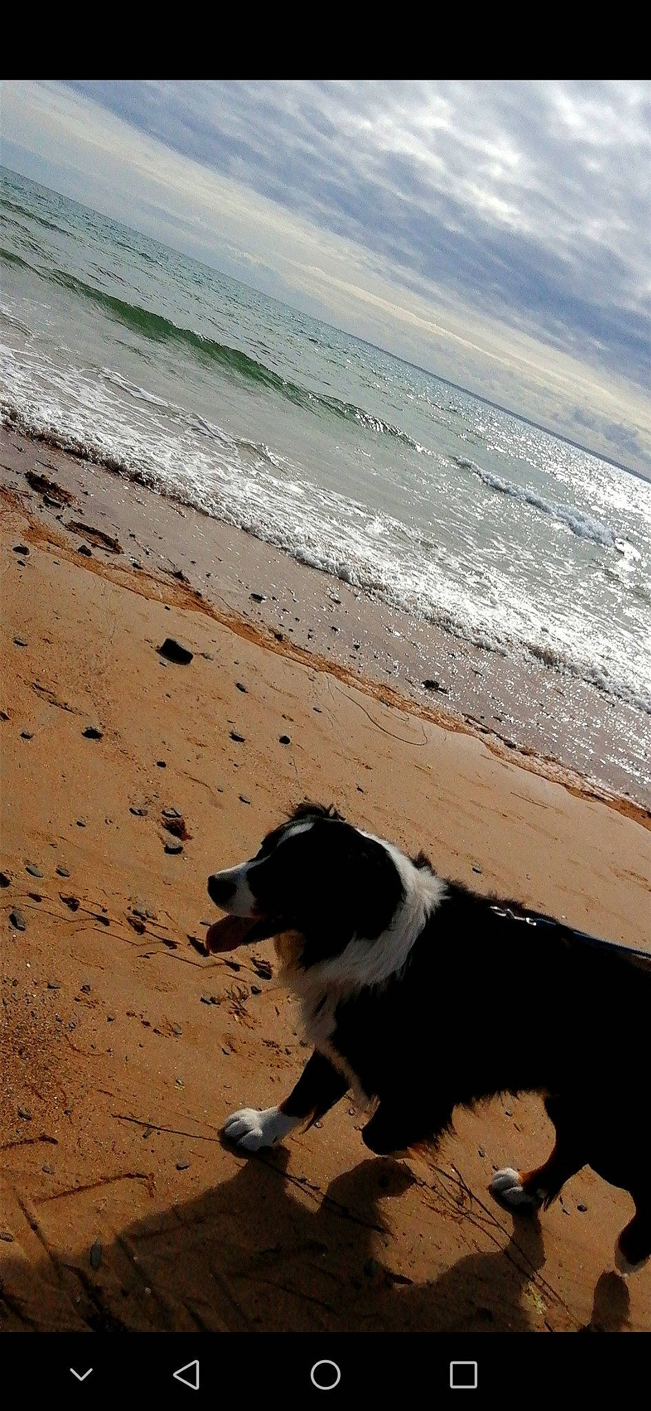 Ideal participe au concours pour gagner de l'argent avec cette photo : beach, calm, carnivore, cloud, coastal_and_oceanic_landforms, companion_dog, dog, dog_breed, herding_dog, horizon, landscape, mammal, morning, sand, shore, sky, sporting_group, water, wind_wave, wood