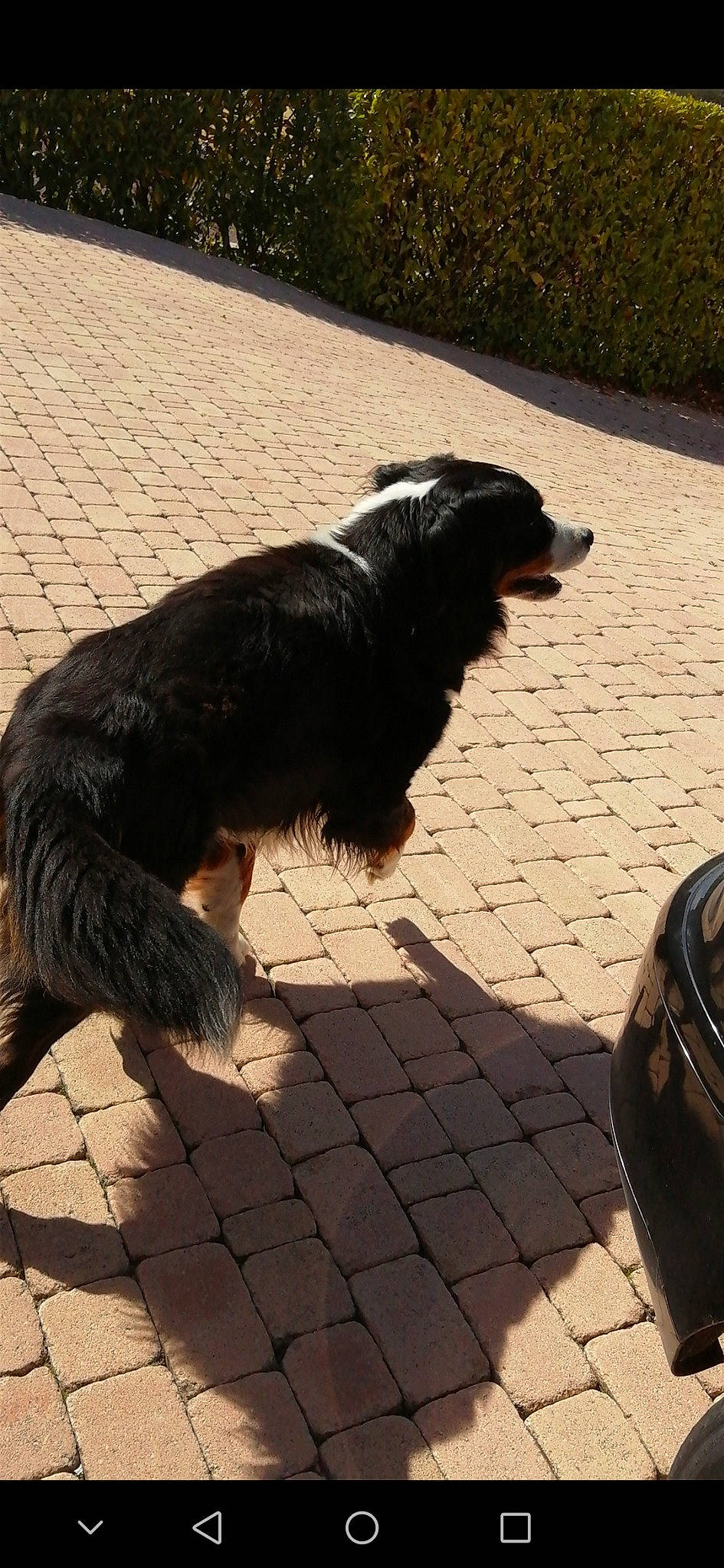 Ideal a rejoint le concours — aidez-le/la à gagner de superbes lots ! asphalt, canidae, carnivore, companion_dog, dog, dog_breed, dog_collar, dog_supply, flooring, fur, plant, road_surface, shadow, sidewalk, snout, sporting_group, tail, working_animal, working_dog