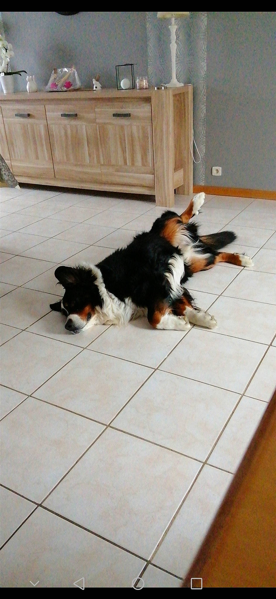 Ideal a rejoint le concours — aidez-le/la à gagner de superbes lots ! cabinetry, canidae, carnivore, companion_dog, cupboard, dog, dog_breed, door, drawer, floor, flooring, fur, hardwood, paw, sporting_group, tail, tile, wood, wood_flooring, working_dog