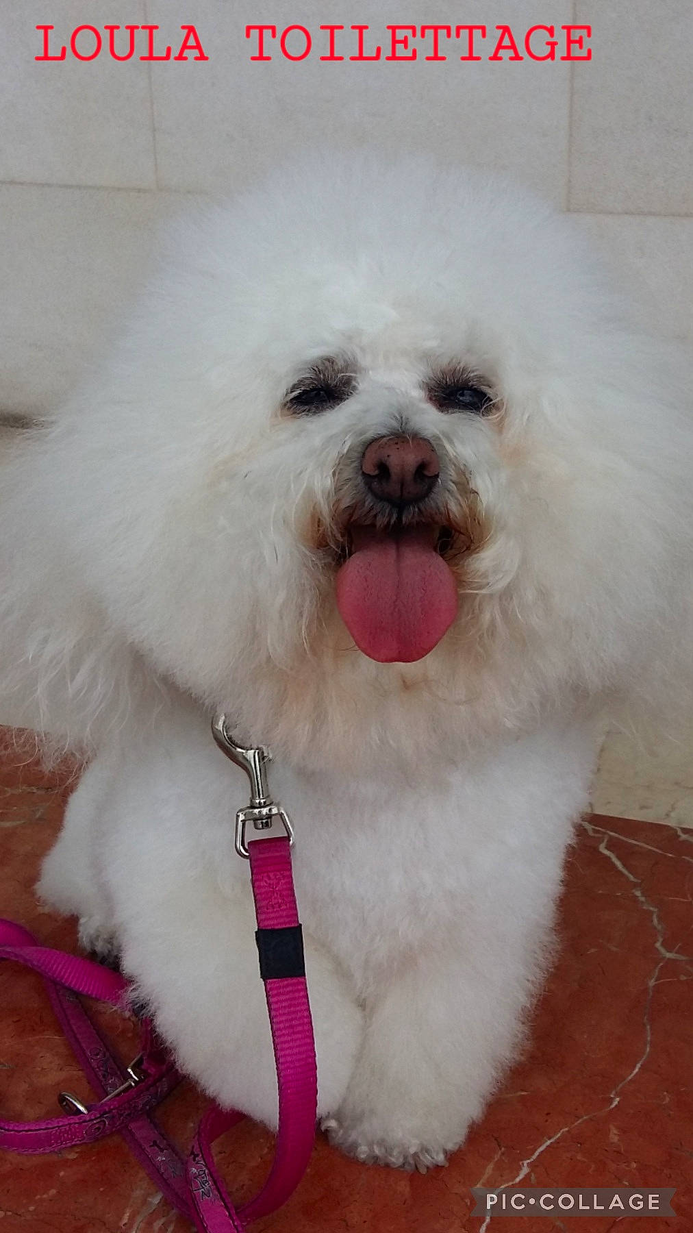 Loula participe au concours pour gagner de l'argent avec cette photo : canidae, carnivore, collar, companion_dog, dog, dog_breed, dog_collar, dog_supply, fur, labradoodle, non_sporting_group, poodle, poodle_crossbreed, sporting_group, terrier, tie, toy_dog, water_dog, whiskers, working_animal