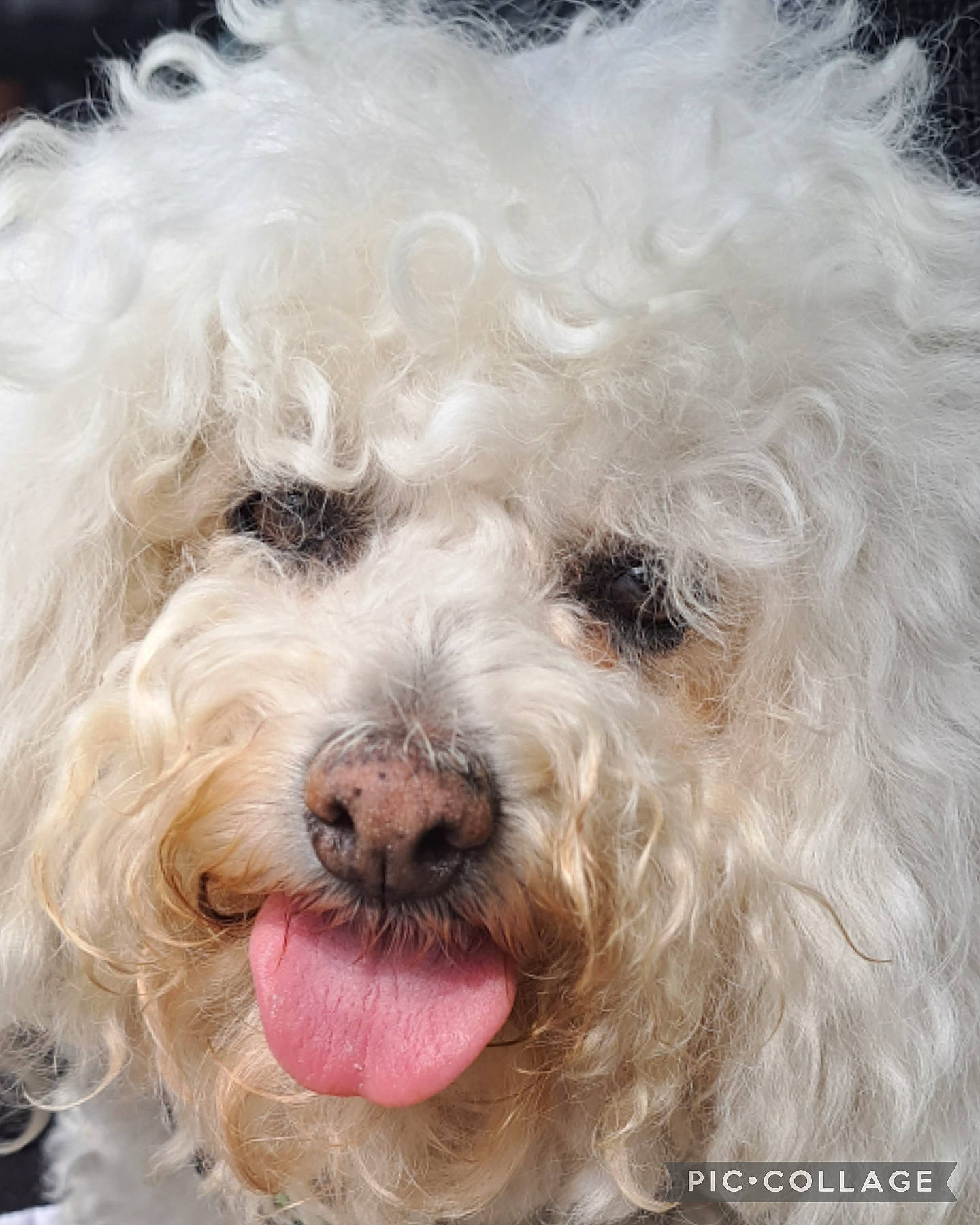 Cloe participe au concours pour gagner de l'argent avec cette photo : canidae, carnivore, companion_dog, dog, dog_breed, dog_collar, fur, labradoodle, maltepoo, non_sporting_group, poodle, shih_poo, small_terrier, snout, sporting_group, sunglasses, terrier, toy_dog, tree, water_dog