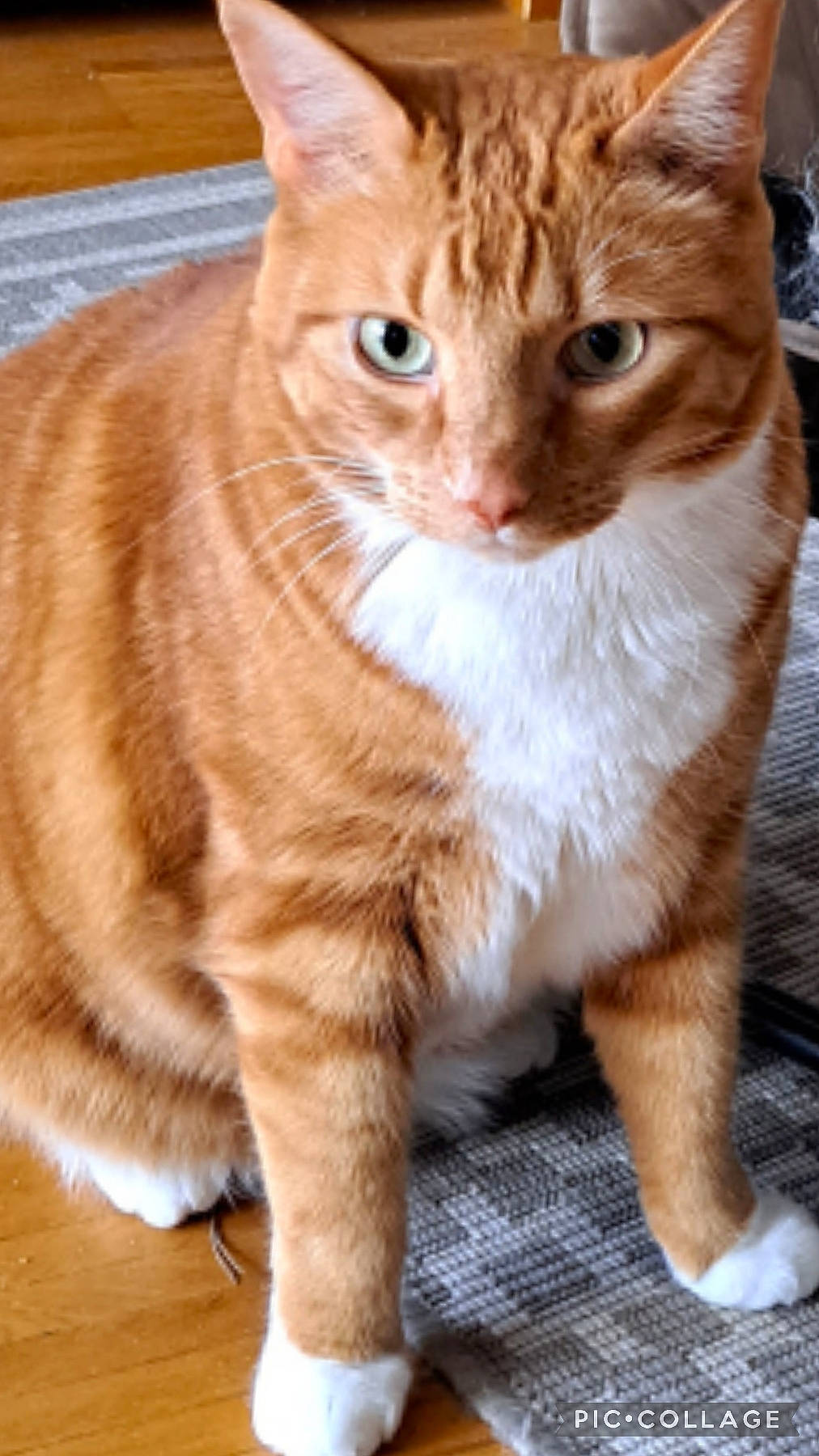 Chausette participe au concours pour gagner de l'argent avec cette photo : carnivore, cat, claw, domestic_short_haired_cat, fawn, felidae, fur, paw, sitting, small_to_medium_sized_cats, snout, tail, terrestrial_animal, whiskers, window, wood