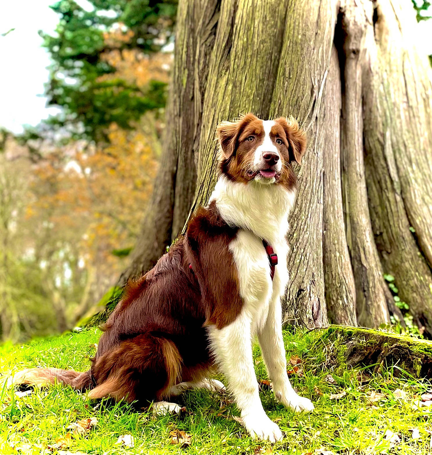 Scotty participe au concours pour gagner de l'argent avec cette photo : canidae, carnivore, collar, companion_dog, dog, dog_breed, door, fawn, felidae, grass, leash, people_in_nature, plant, sporting_group, tail, tree, trunk, walking, wood, working_dog
