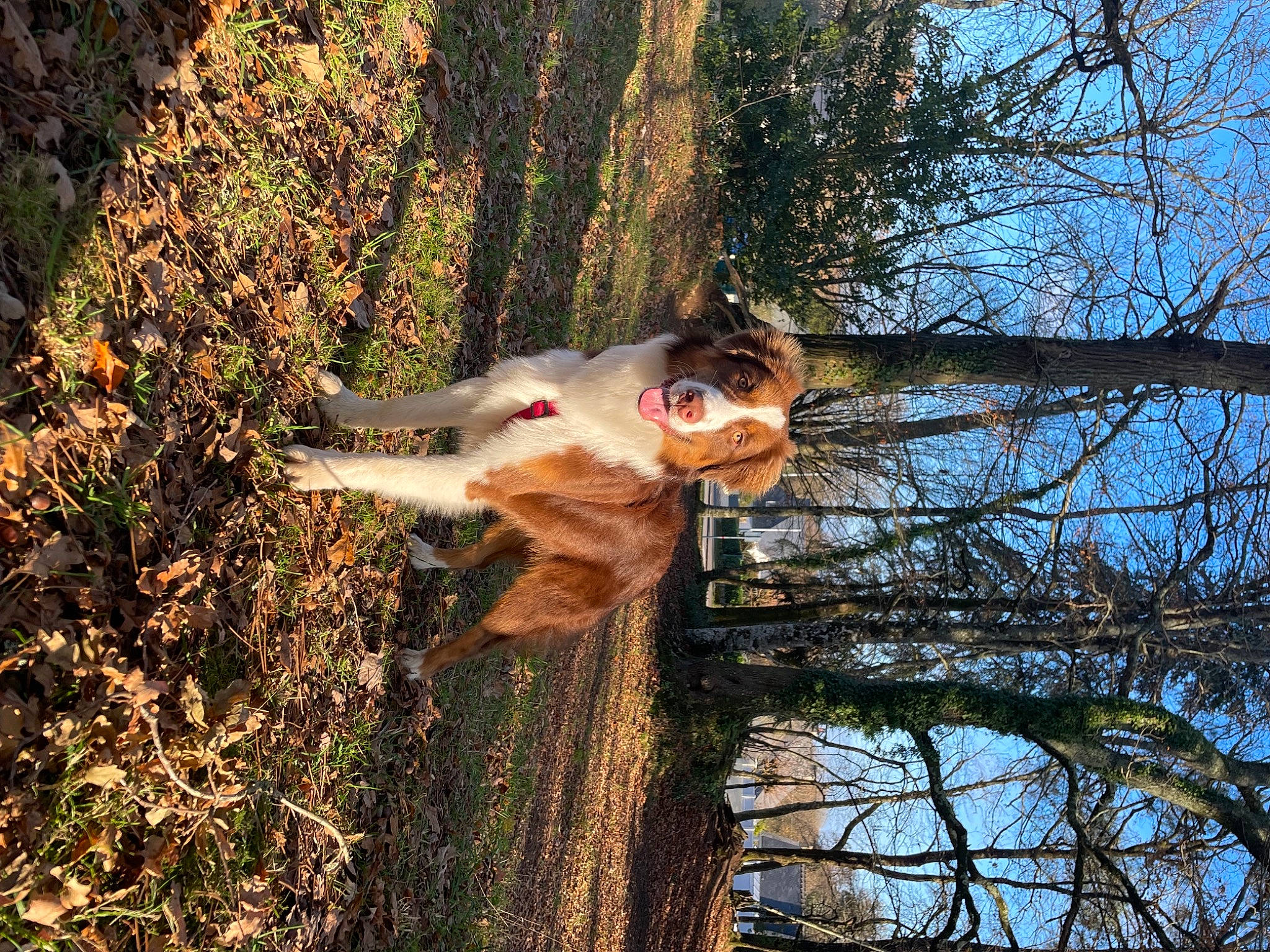 Scotty a rejoint le concours — aidez-le/la à gagner de superbes lots ! dog_breed, fawn, forest, fun, fur, grass, happy, landscape, leisure, people_in_nature, plant, reflection, sky, tail, tree, trunk, twig, wildlife, wood, woodland
