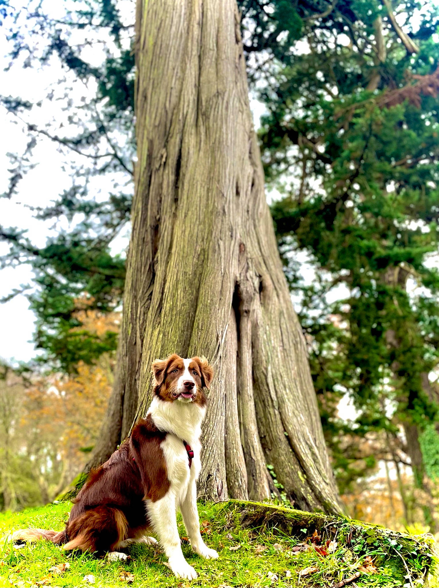 Scotty a rejoint le concours — aidez-le/la à gagner de superbes lots ! canidae, carnivore, companion_dog, dog, dog_breed, fawn, forest, grass, natural_landscape, people_in_nature, plant, sky, sporting_group, tail, tree, trunk, twig, wildlife, wood, woody_plant