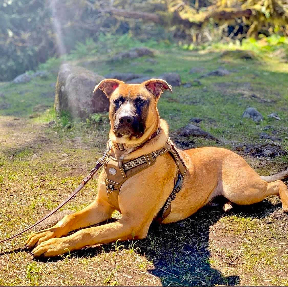 Chewie is registered to the contest to win money with this photo: canidae, carnivore, collar, companion_dog, dog, dog_breed, dog_collar, dog_supply, fawn, grass, guard_dog, mammal, plant, snout, sporting_group, tail, tree, wildlife, working_animal, working_dog