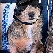 Toby joined the competition — help win amazing prizes! dog, helmet, goggles, blue_cushion, furniture, pet, animal, indoor, seat, fur, small_dog, cute, portrait, sitting, accessory, leisure, relaxed, furry, face, snout