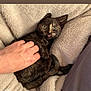 Millie a rejoint le concours — aidez-le/la à gagner de superbes lots ! kitten, cat, tortoiseshell, pet, hand, blanket, cozy, fur, cute, animal, domestic_animal, relaxing, indoor, resting, soft, paw, tongue, expression, comfort, feline