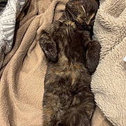 Millie a rejoint le concours — aidez-le/la à gagner de superbes lots ! animal, blanket, comfort, cozy, cute, cute_pet, domestic_cat, feline, fur, indoor, kitten, paw, peaceful, pet, relaxed, resting, sleeping, snuggled, soft, young_cat