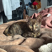Millie participe au concours pour gagner de l'argent avec cette photo : kitten, tortoiseshell, cat, pet, blanket, bed, indoor, furniture, plush_toy, teddy_bear, clothing, jacket, hoodie, sitting, resting, fur, eyes, cozy, home, soft
