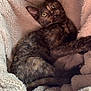 Millie a rejoint le concours — aidez-le/la à gagner de superbes lots ! kitten, cat, tortoiseshell, pet, animal, feline, fluffy, blanket, cozy, cute, fur, young, small, resting, indoors, sleepy, soft, warm, comfort, curious