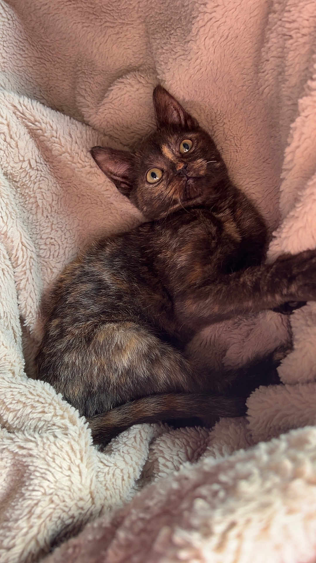 Millie a rejoint le concours — aidez-le/la à gagner de superbes lots ! kitten, cat, tortoiseshell, pet, animal, feline, fluffy, blanket, cozy, cute, fur, young, small, resting, indoors, sleepy, soft, warm, comfort, curious