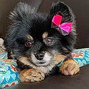 Sheba is registered to the contest to win money with this photo: adorable, animal, black_fur, bow, brown_eyes, closeup, cushion, cute, dog, domestic, ears, face, fluffy, indoor, patterned, paws, pet, portrait, relaxed, tan_fur