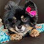 adorable, animal, black_fur, bow, brown_eyes, closeup, cushion, cute, dog, domestic, ears, face, fluffy, indoor, patterned, paws, pet, portrait, relaxed, tan_fur