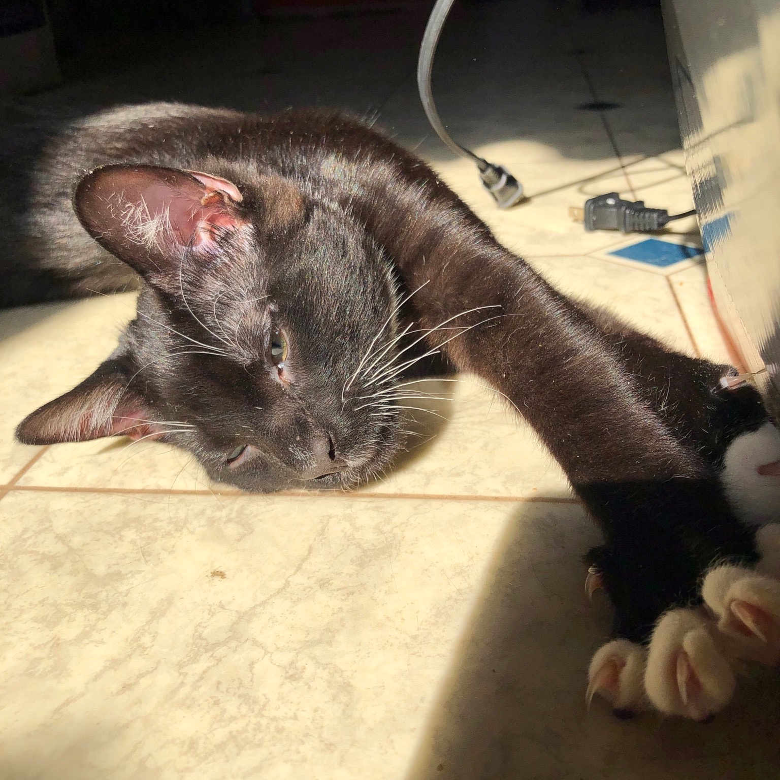 Binx is registered to the contest to win money with this photo: carnivore, cat, domestic_short_haired_cat, ear, felidae, fur, small_to_medium_sized_cats, snout, tail, whiskers
