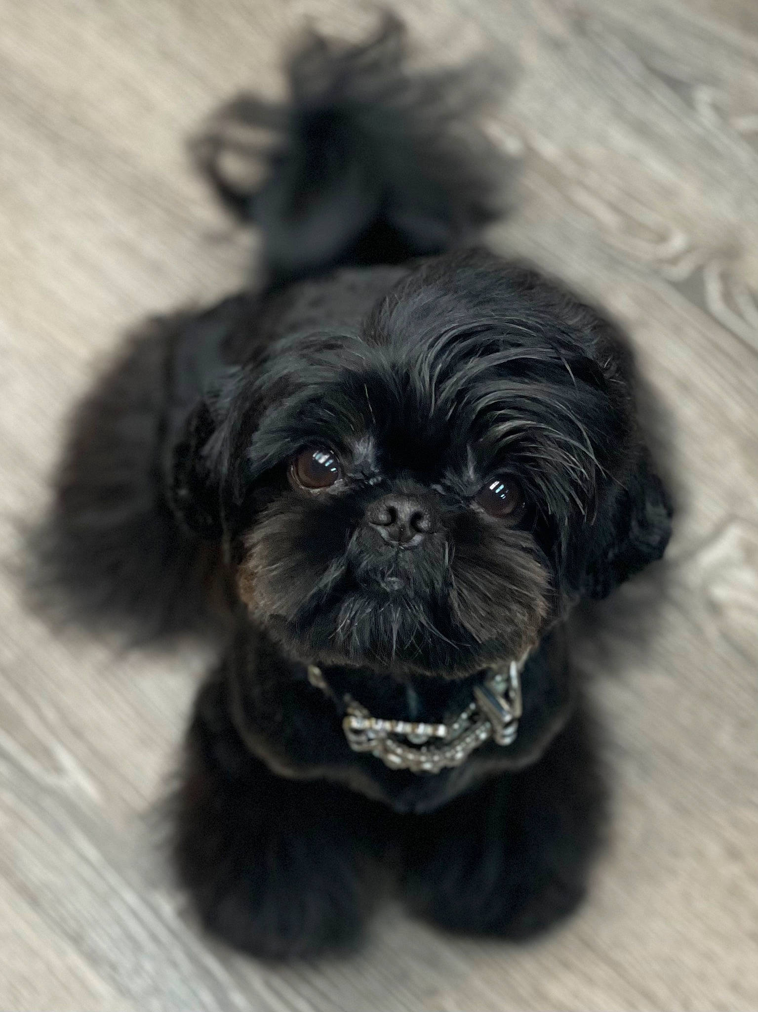 Clyde joined the competition — help win amazing prizes! canidae, carnivore, companion_dog, dog, dog_breed, dog_supply, fawn, fur, liver, maltepoo, non_sporting_group, shih_tzu, small_terrier, snout, sporting_group, terrestrial_animal, terrier, toy_dog, working_animal, wrinkle