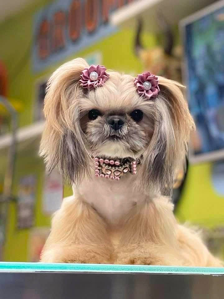 Bonnie joined the competition — help win amazing prizes! carnivore, companion_dog, dog, dog_breed, dog_supply, electric_blue, eyewear, fashion_accessory, fawn, fur, glasses, happy, liver, plant, smile, snout, toy_dog, tree, whiskers, working_animal