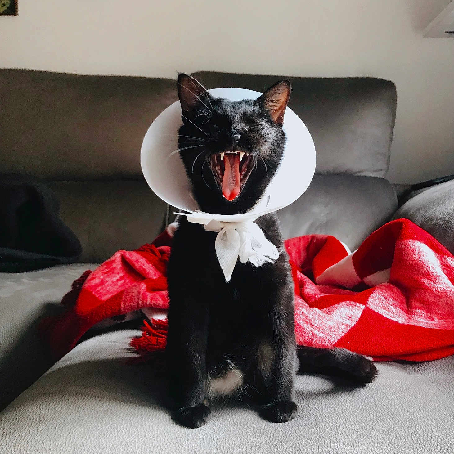 French Toast joined the competition — help win amazing prizes! animal, art, blanket, candle, canine, cat, couch, cushion, dog, dogbed, face, furniture, head, homedecor, kitten, painting, person, pet, pillow, puppy