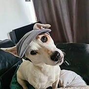 Banzaï participe au concours pour gagner de l'argent avec cette photo : dog, pet, hat, indoor, couch, curious, head_tilt, white_fur, brown_spots, close_up, canine, domestic_animal, companion, furniture, blanket, cozy, portrait, animal, cute, expression