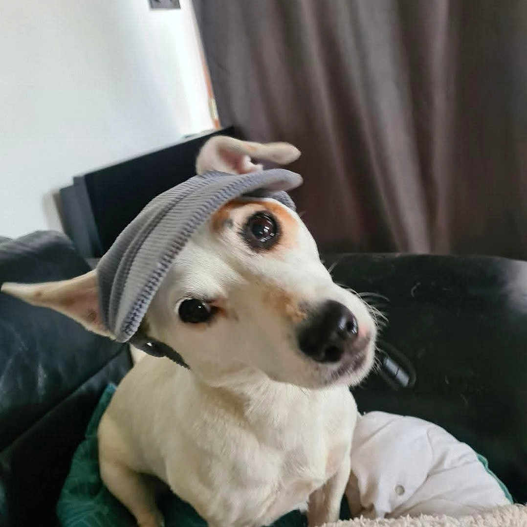 Banzaï participe au concours pour gagner de l'argent avec cette photo : dog, pet, hat, indoor, couch, curious, head_tilt, white_fur, brown_spots, close_up, canine, domestic_animal, companion, furniture, blanket, cozy, portrait, animal, cute, expression