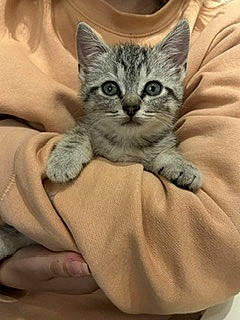 Boule a rejoint le concours — aidez-le/la à gagner de superbes lots ! bed, carnivore, cat, claw, comfort, domestic_short_haired_cat, felidae, fur, gesture, grey, paw, sitting, small_to_medium_sized_cats, snout, terrestrial_animal, whiskers