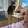 Cookie joined the competition — help win amazing prizes! cat, tabby_cat, teddy_bear, window, curtain, sunlight, wooden_dresser, pink_blanket, patterned_fabric, glass_container, flowers, blue_sky, clouds, indoor, home_interior, flooring, bathroom, toiletries, decor, pet
