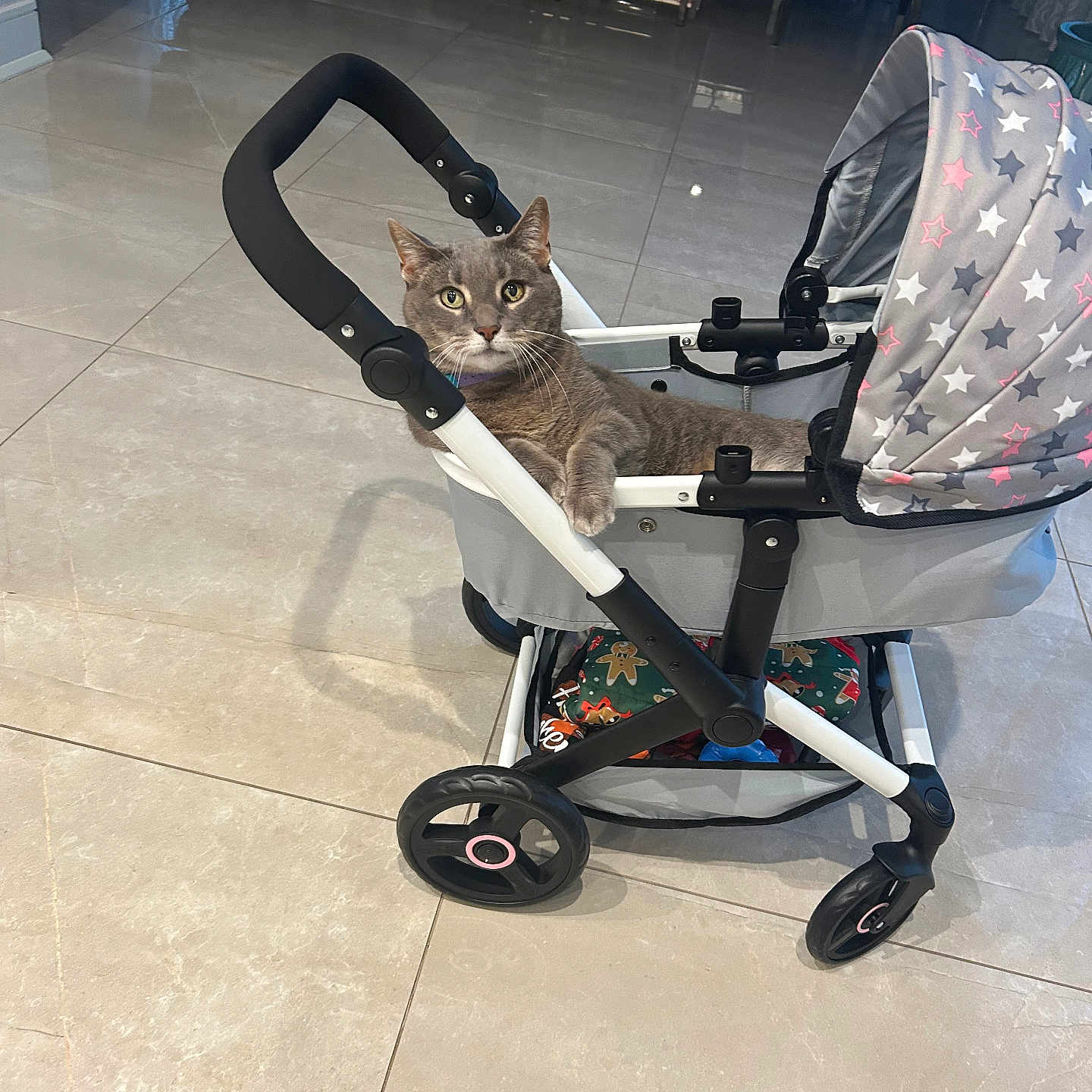 Cookie joined the competition — help win amazing prizes! animal, cat, curious, dining_chair, dining_table, domestic, ears, floor, four_legged, fur, furniture, gray_cat, home, indoor, paws, pet, relaxed, stroller, tile_floor, whiskers