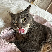 Cookie joined the competition — help win amazing prizes! cat, gray_cat, pet, animal, tongue_out, whiskers, close_up, blanket, pink_blanket, bed, indoor, feline, cute, playful, resting, fur, ears, eyes, nose, mouth