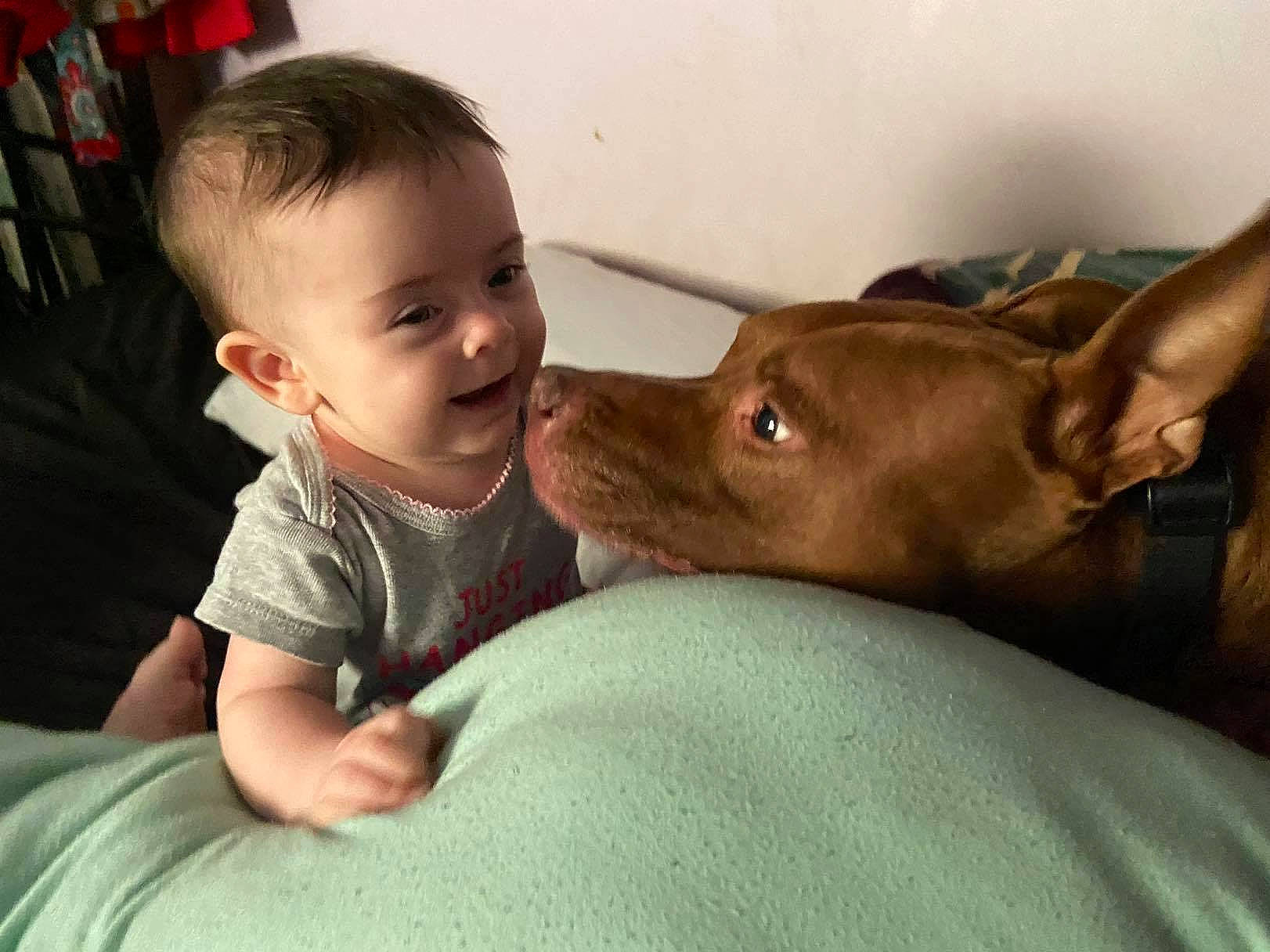 Phaedra is registered to the contest to win money with this photo: american_hairless_terrier, canidae, carnivore, child, companion_dog, dog, dog_breed, ear, fawn, head, mammal, mouth, person, puppy_love, sporting_group