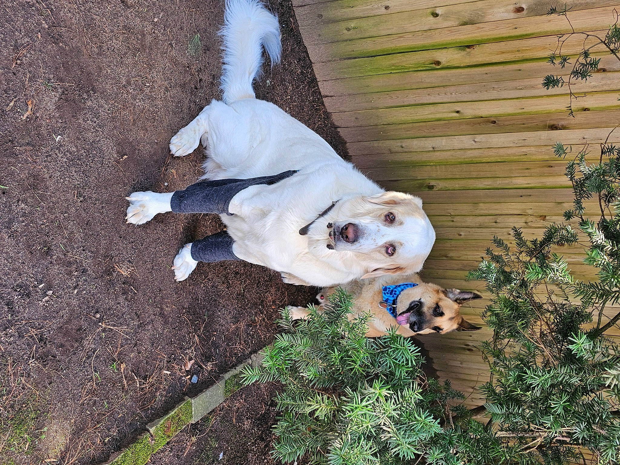 Aly joined the competition — help win amazing prizes! ancient_dog_breeds, canidae, carnivore, companion_dog, dog, dog_breed, dog_collar, dog_supply, fawn, grass, home_fencing, non_sporting_group, paw, plant, snout, tail, terrestrial_animal, toy_dog, wood, working_animal