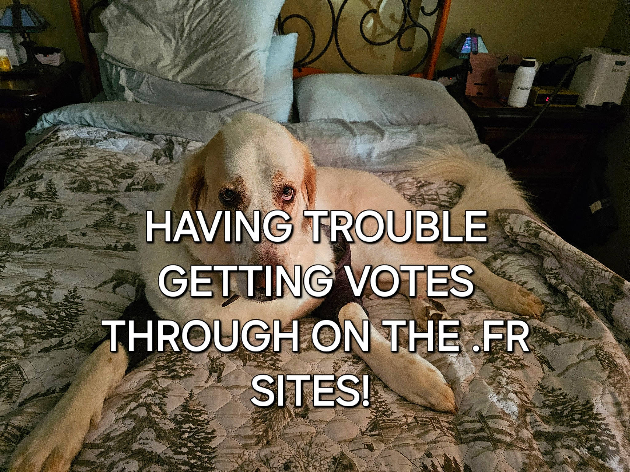 Aly is registered to the contest to win money with this photo: bed, bedding, bedroom, carnivore, comfort, companion_dog, dog, dog_breed, duvet, floor, flooring, font, grass, hardwood, linens, room, terrestrial_animal, textile, wood, working_animal