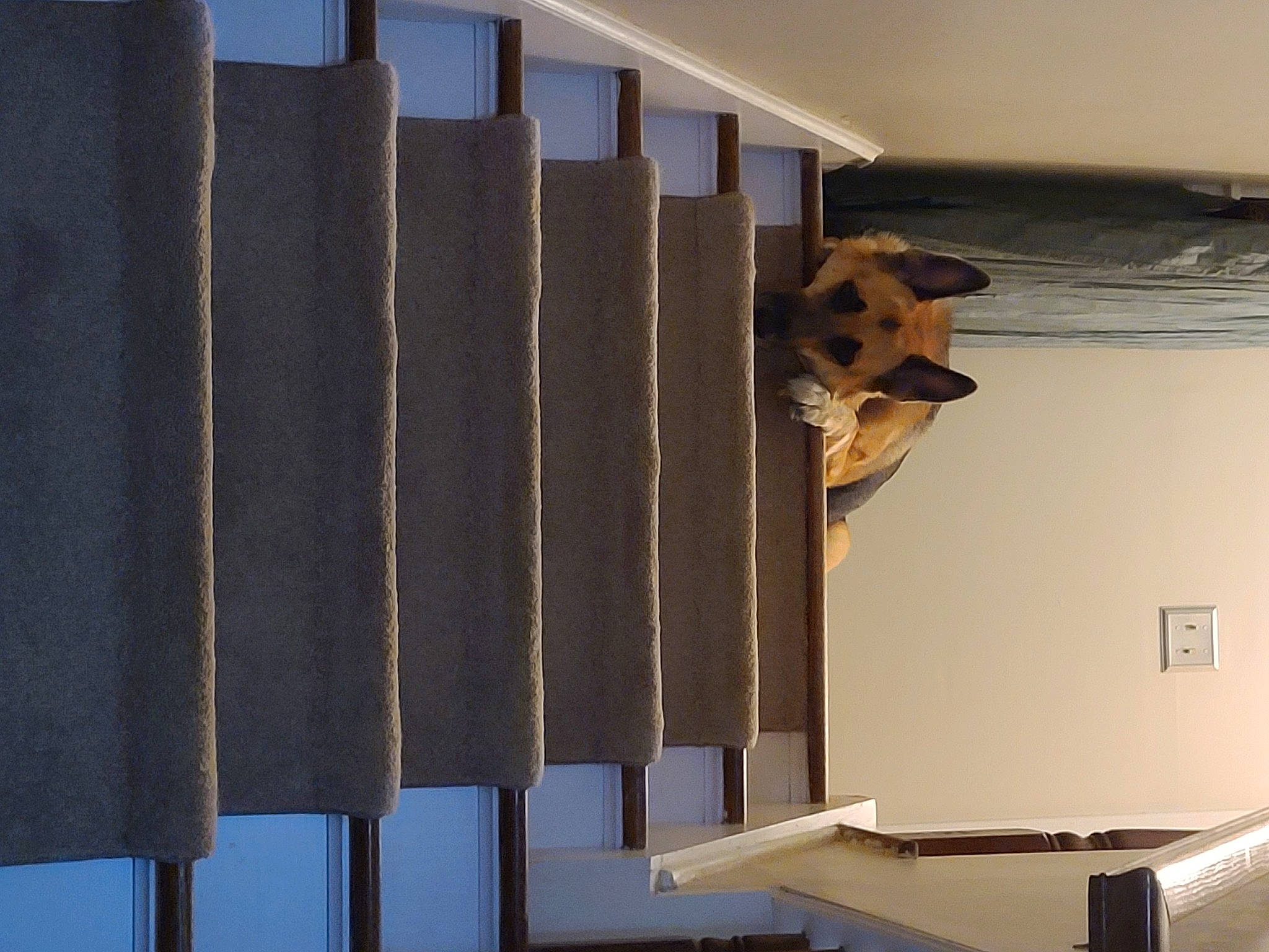 Cody joined the competition — help win amazing prizes! architecture, art, beam, building, ceiling, facade, floor, flooring, hardwood, house, interior_design, material_property, molding, plaster, plywood, roof, room, shade, wall, wood