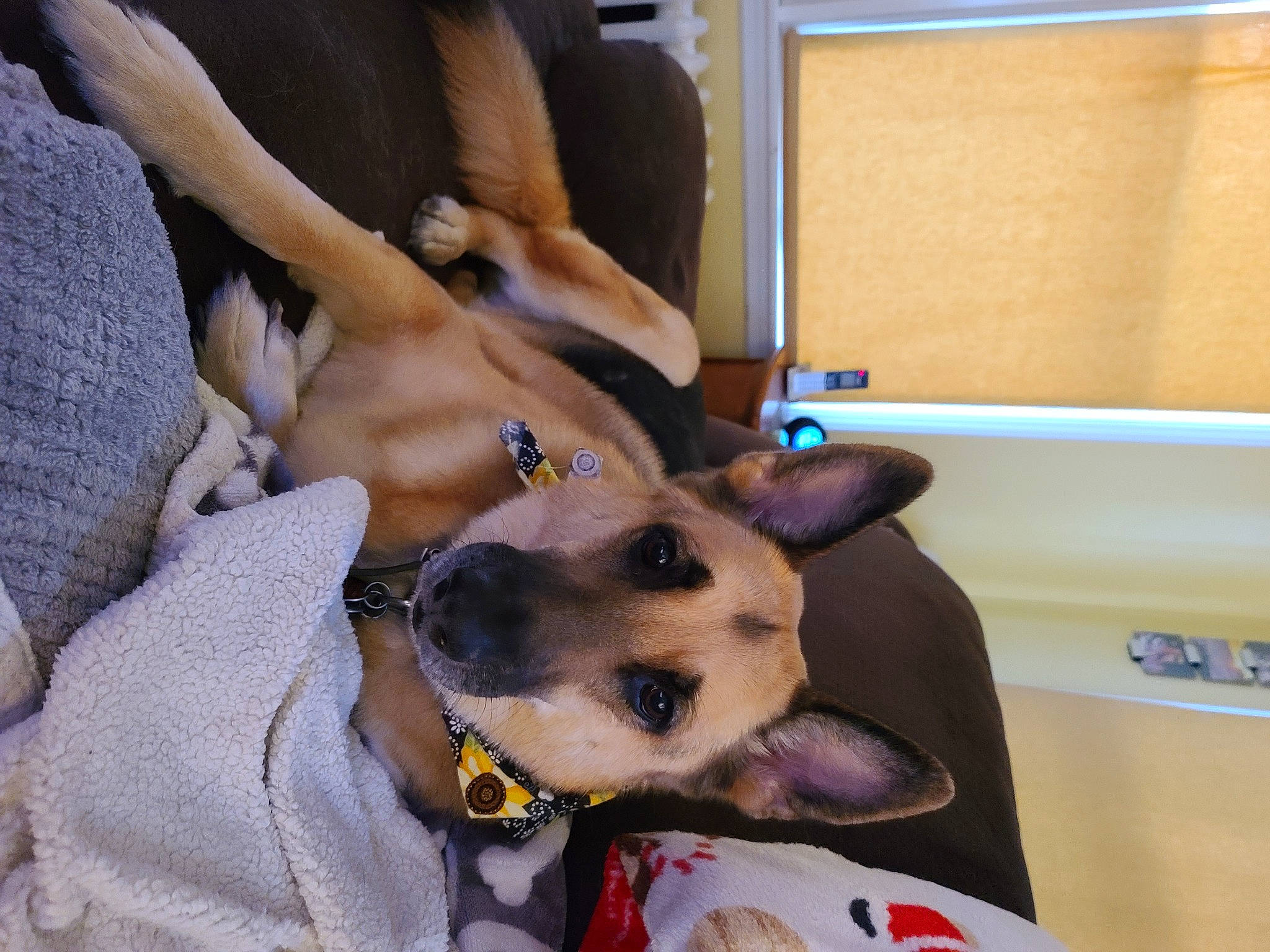 Cody is registered to the contest to win money with this photo: carnivore, collar, comfort, companion_dog, dog, dog_breed, dog_collar, dog_supply, fur, non_sporting_group, paw, pet_supply, selfie, whiskers, working_animal