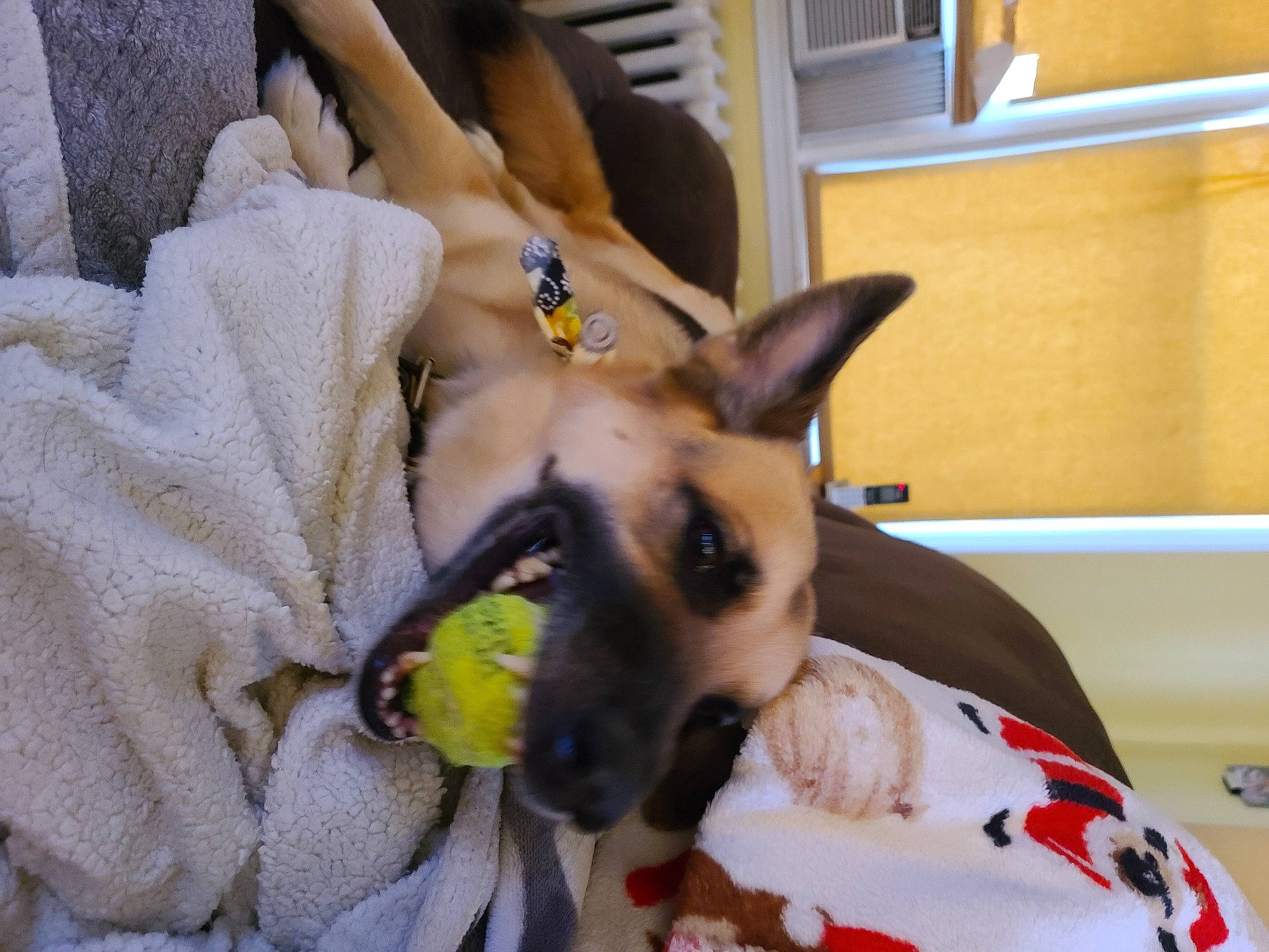 Cody joined the competition — help win amazing prizes! canidae, carnivore, collar, comfort, companion_dog, dog, dog_breed, dog_supply, ear, fawn, fur, mammal, nap, paw, pet_supply, snout, sporting_group, toy_dog, whiskers, working_animal