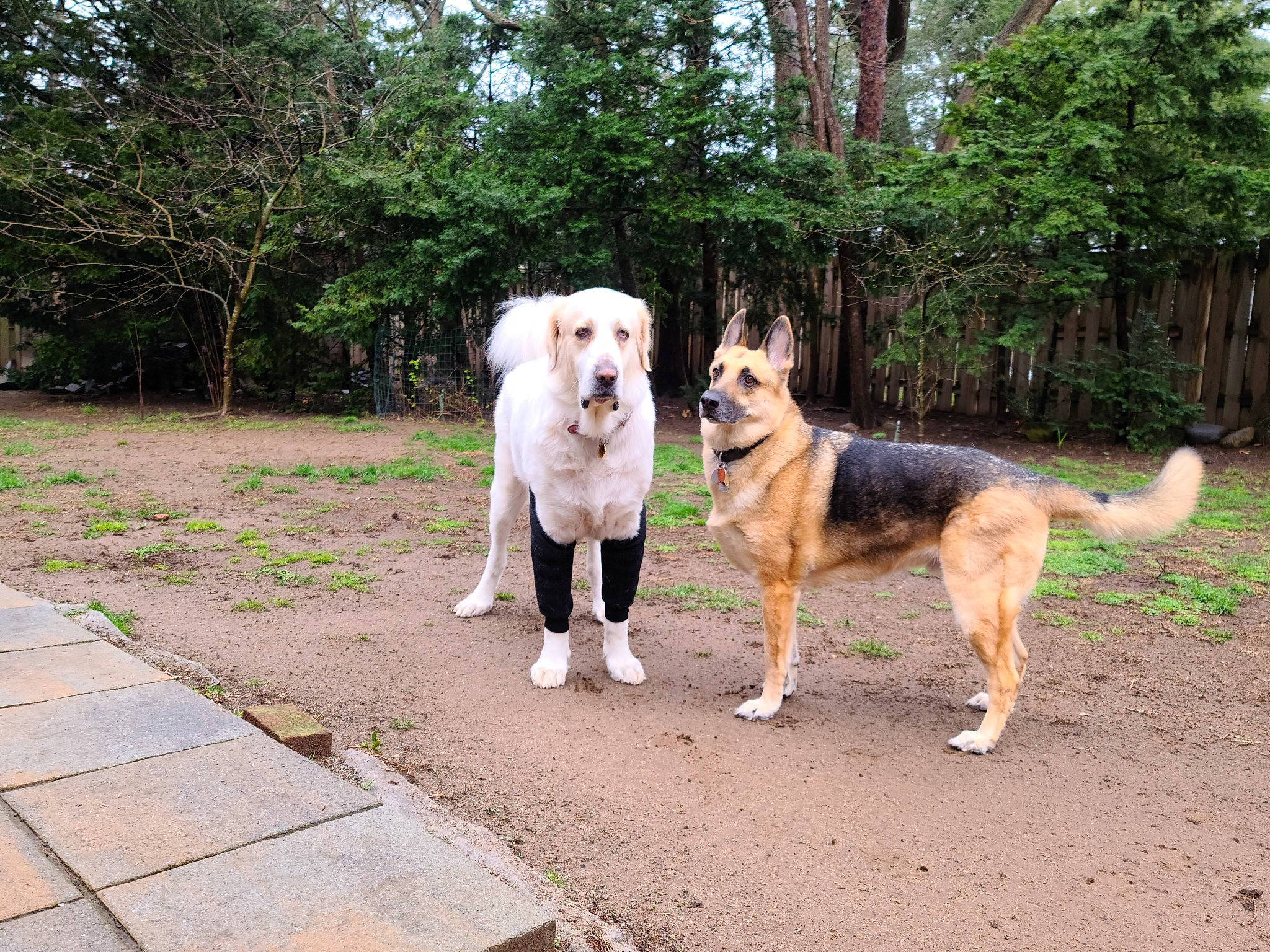 Cody joined the competition — help win amazing prizes! ancient_dog_breeds, canidae, carnivore, companion_dog, dog, dog_breed, fawn, livestock_guardian_dog, pet_supply, plant, road_surface, sidewalk, sporting_group, tail, tree, working_animal, working_dog