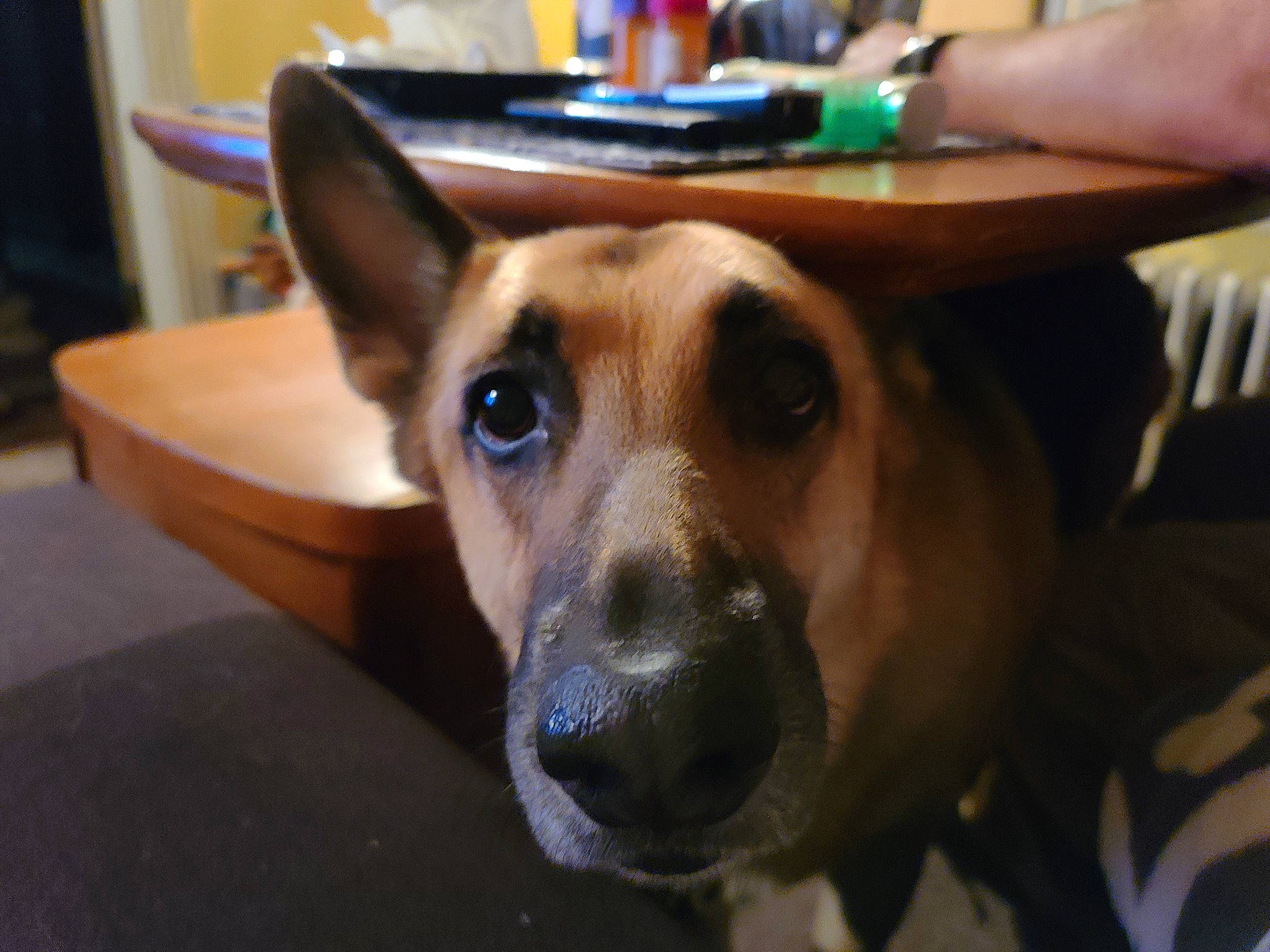 Cody is registered to the contest to win money with this photo: canidae, carnivore, chair, collar, companion_dog, desk, dog, dog_breed, dog_collar, ear, fawn, fur, plate, snout, sporting_group, table, tableware, whiskers, wood, working_animal