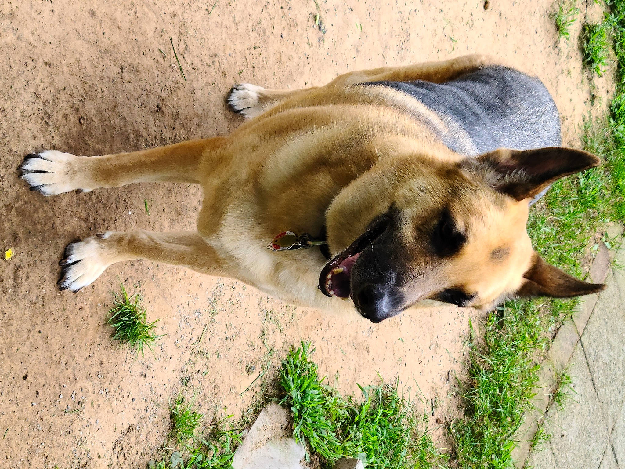 Cody is registered to the contest to win money with this photo: belgian_shepherd_malinois, canidae, carnivore, companion_dog, dog, dog_breed, fawn, german_shepherd_dog, grass, herding_dog, mammal, plant, snout, sporting_group, street_dog, tail, terrestrial_animal, vertebrate, working_animal, working_dog