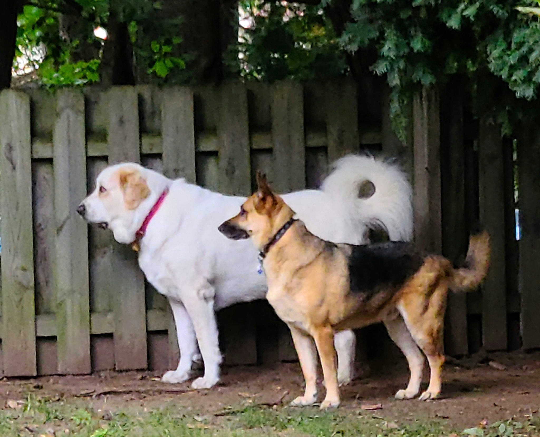 Cody is registered to the contest to win money with this photo: ancient_dog_breeds, canidae, carnivore, collar, companion_dog, dog, dog_breed, fawn, fence, grass, gun_dog, herding_dog, livestock_guardian_dog, plant, snout, sporting_group, tail, tree, working_animal, working_dog