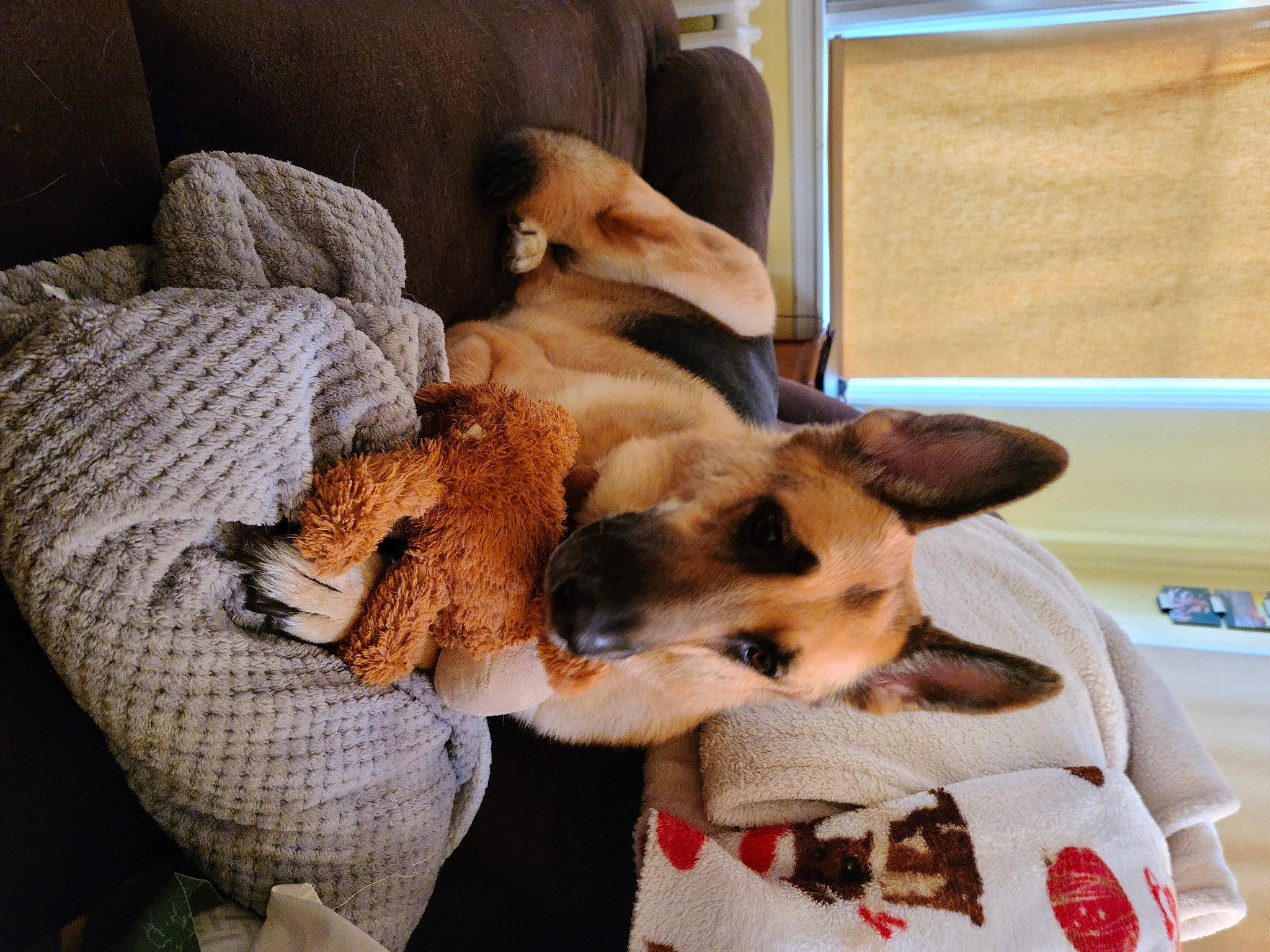 Cody joined the competition — help win amazing prizes! canidae, carnivore, collar, comfort, companion_dog, curtain, dog, dog_bed, dog_breed, dog_supply, fawn, fur, linens, paw, pet_supply, sporting_group, terrier, toy_dog, window, working_animal