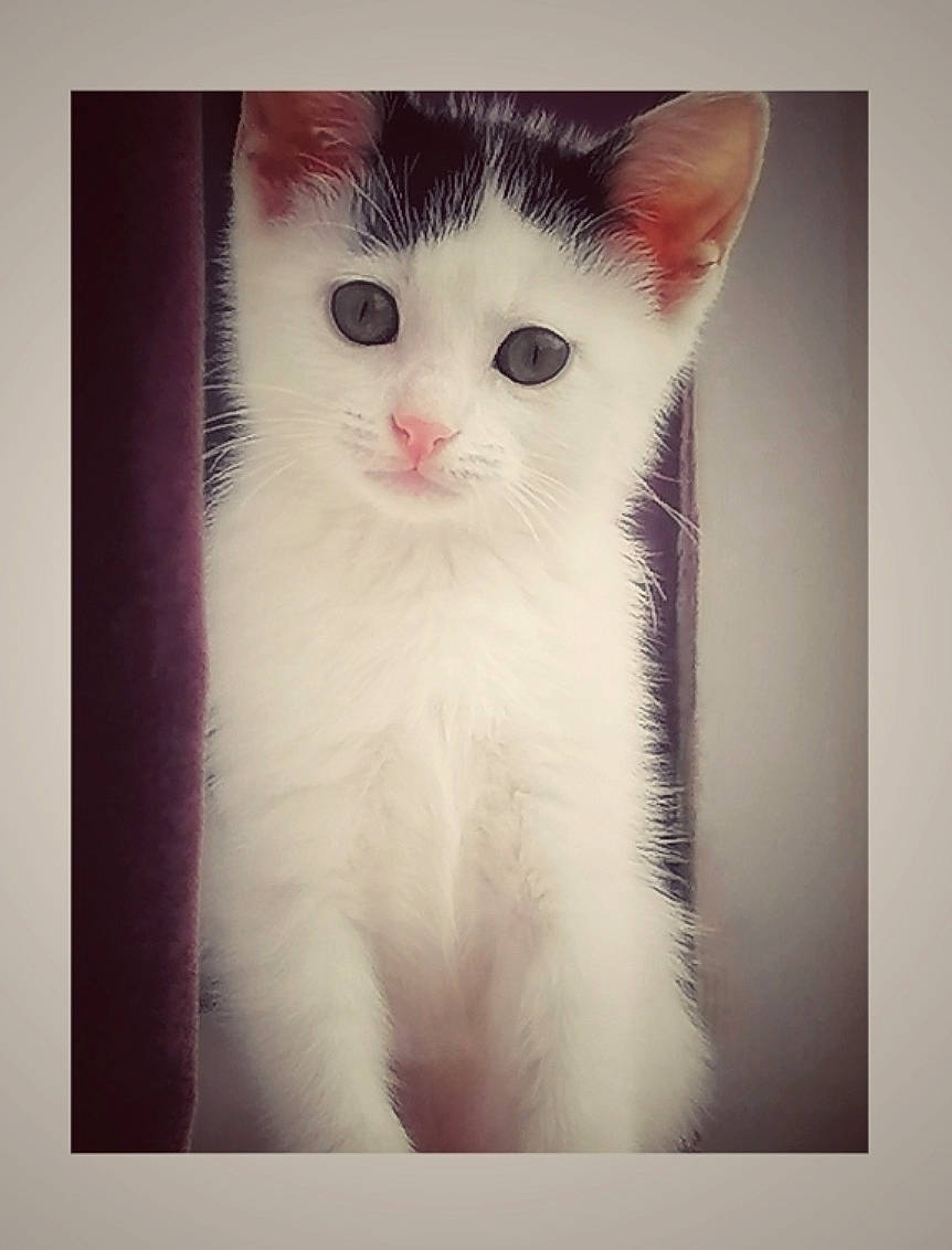 Storm joined the competition — help win amazing prizes! art, carnivore, cat, claw, domestic_short_haired_cat, ear, eye, fawn, felidae, fur, head, paw, photo_caption, rectangle, small_to_medium_sized_cats, snout, square, tail, whiskers, window